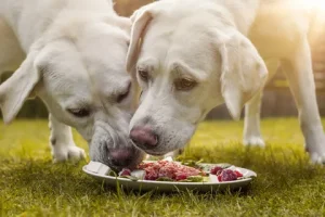 best Dogs Nutritional Needs