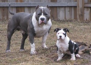 Best Pitbull Puppies