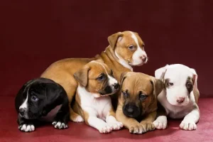 BEST World of Pitbull Puppies