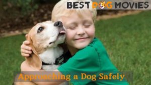 Dog Safely