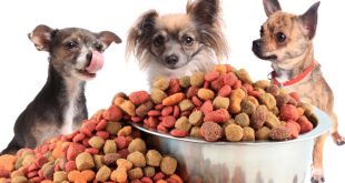 Dog Food For Small Breeds