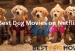 Best Dog Movies on Netflix in 2023