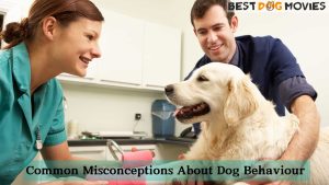 Misconceptions About Dog Behaviour