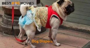 best dog diapers
