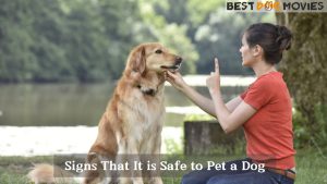 It is Safe to Pet a Dog