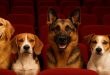 Dog Movies in 2026